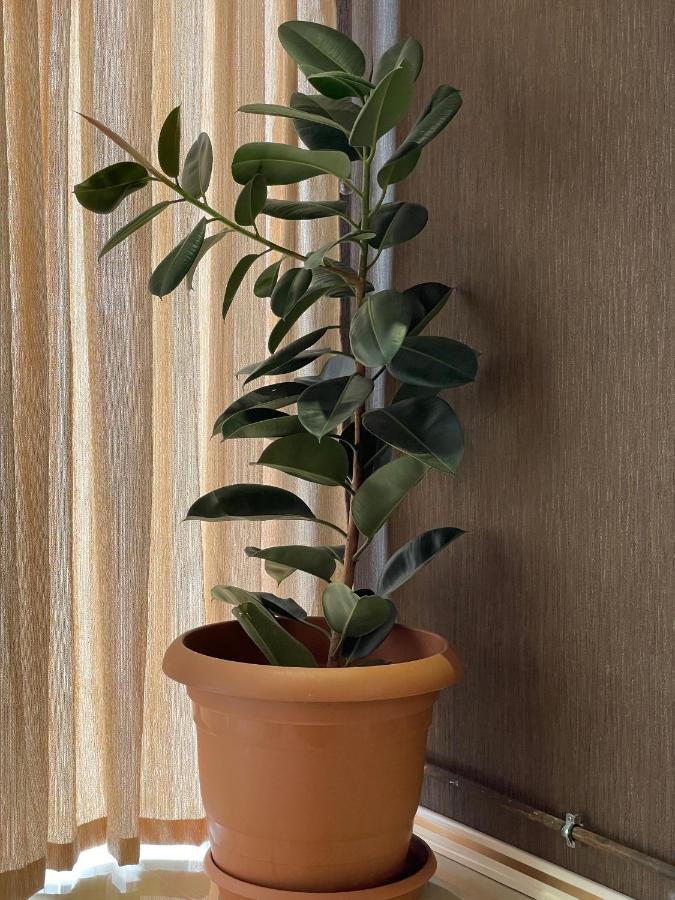 באקו Park Azure Louvre Apartment מראה חיצוני תמונה